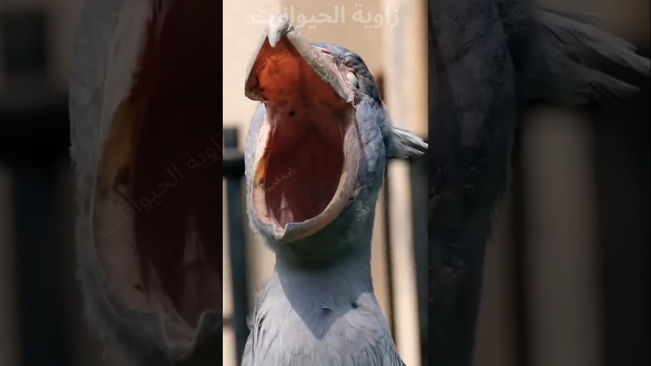 أغرب أصوات الطيور في العالم