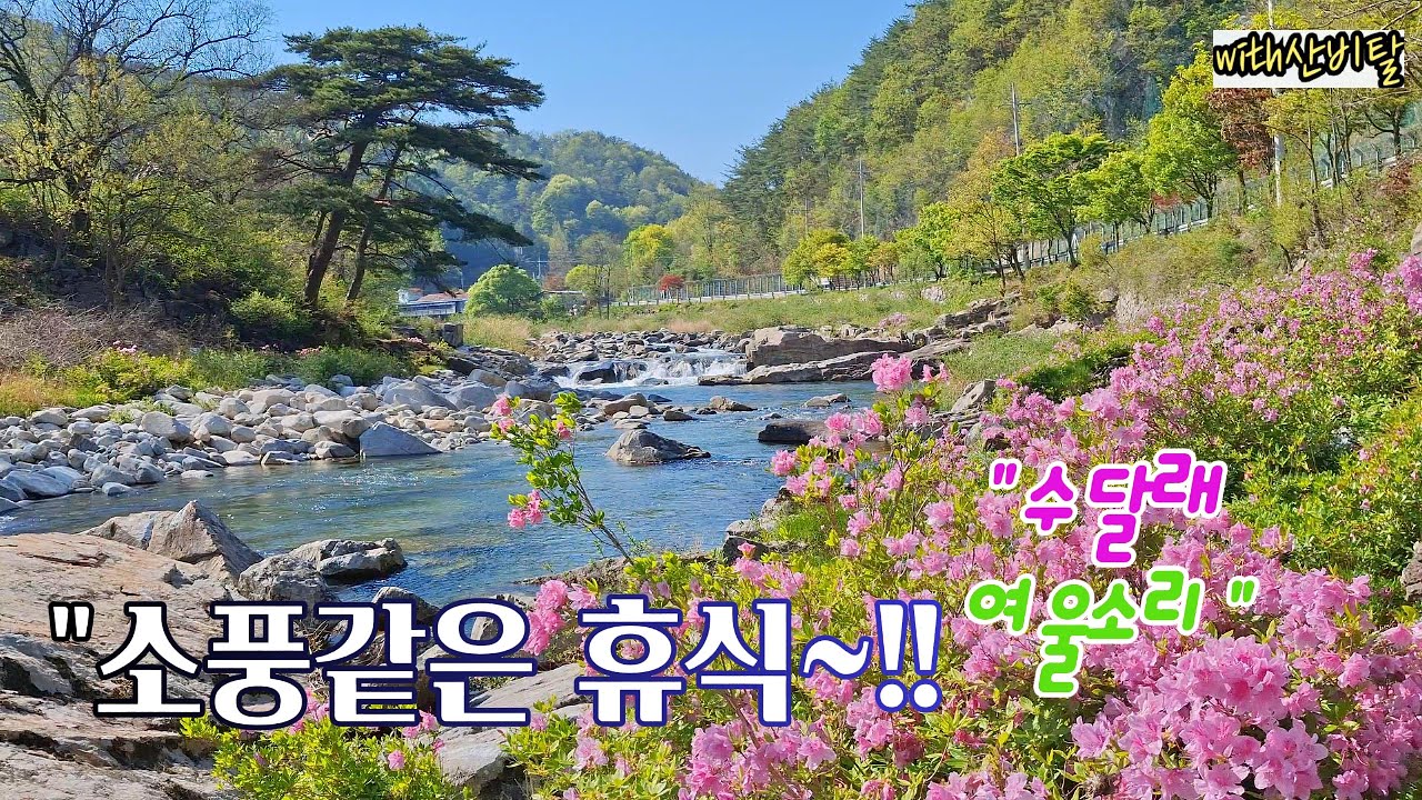 인생에 한번쯤 꼭 가보아야할곳 / 연둣빛 물빛 여울소리 진분홍 수달래꽃 트레킹 / 거창 월성계곡 농산교 분설담 사선대 폭포 철쭉 /서출동류물길 /병곡길 분계천 / 황점마을 남덕유산