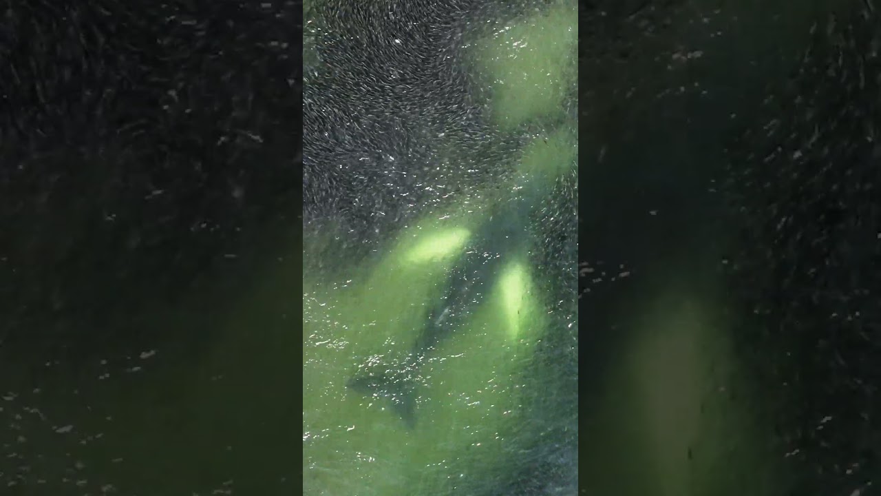 Menhaden schools being eaten by a humpback whale!