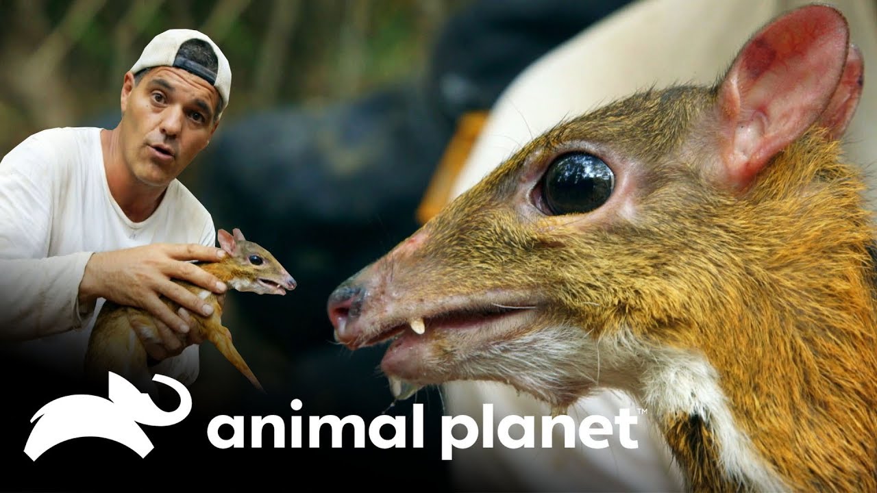 ¡El ciervo más pequeño del mundo! | Wild Frank: En busca del dragón | Animal Planet