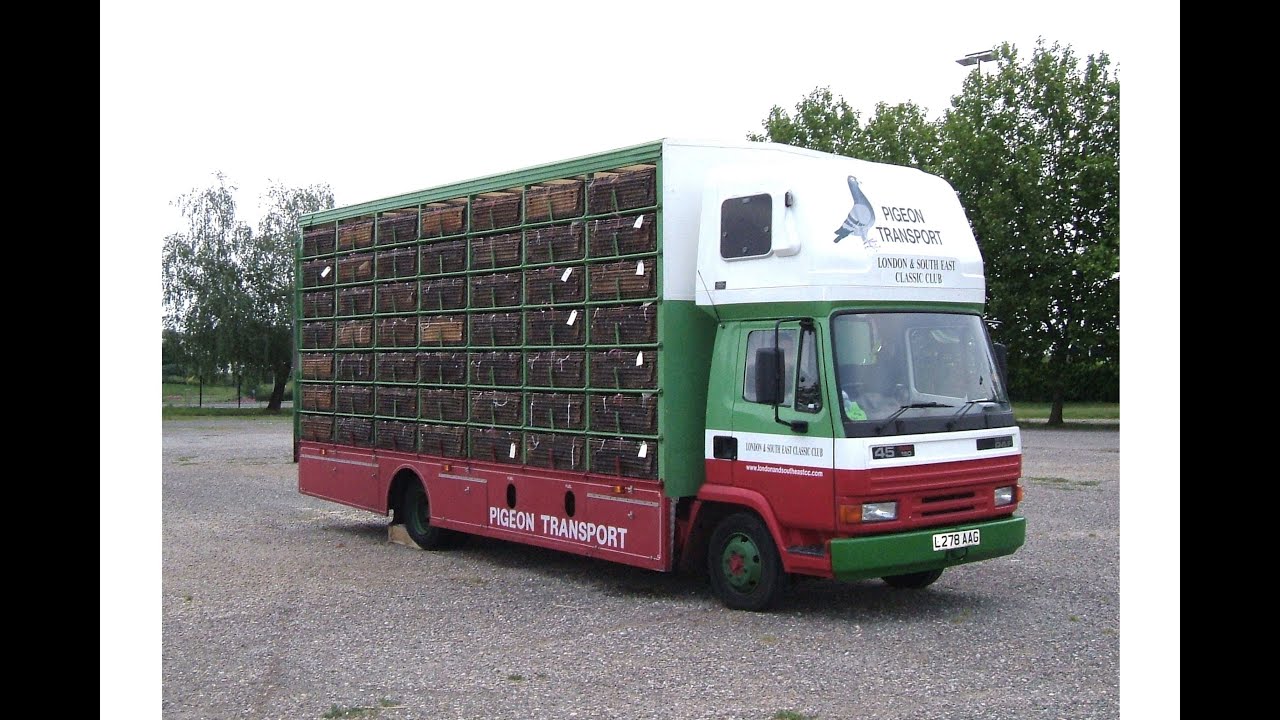 Video 81: L&SECC Alencon Pigeon Race 2000