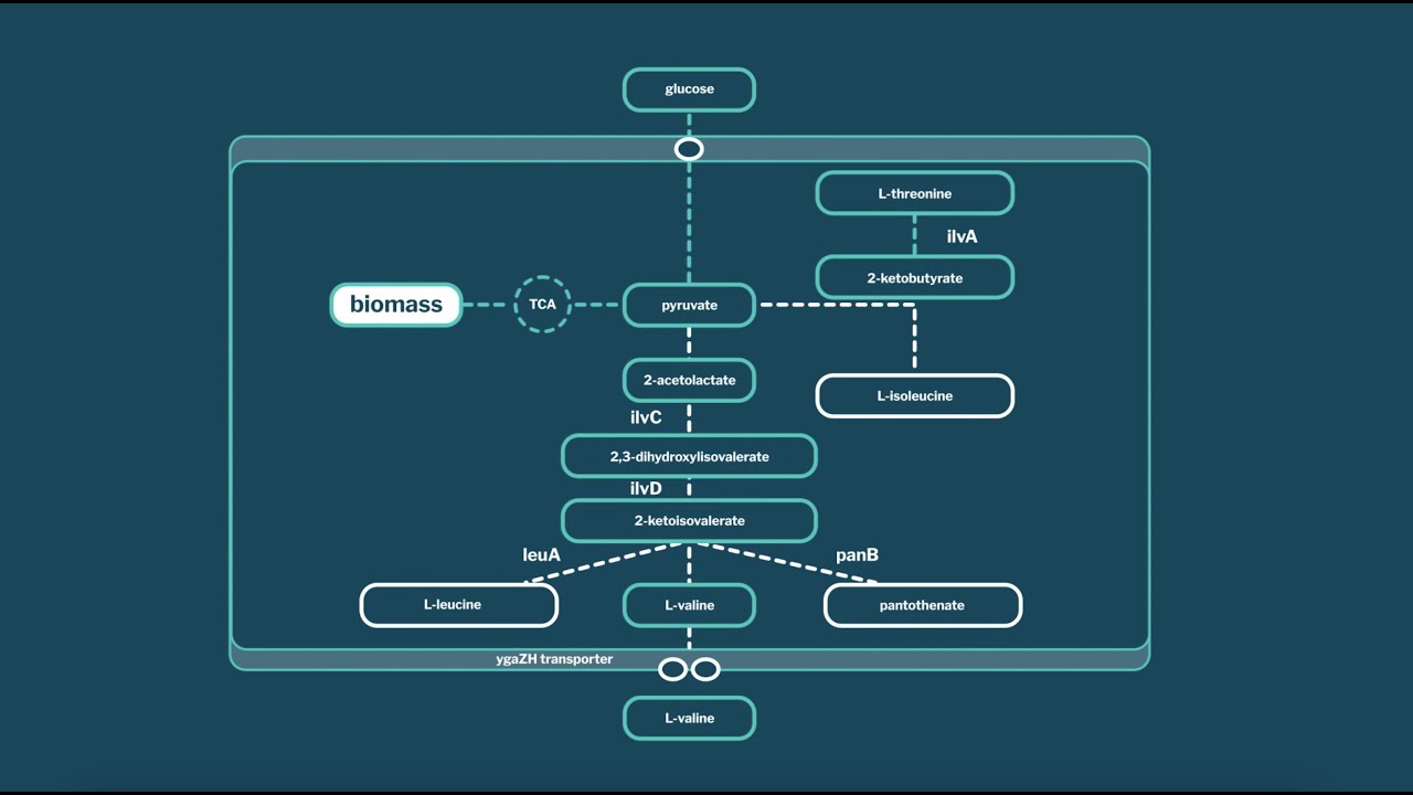 MORFlux - Flux Balance Analysis (FBA) metabolic models in your browser