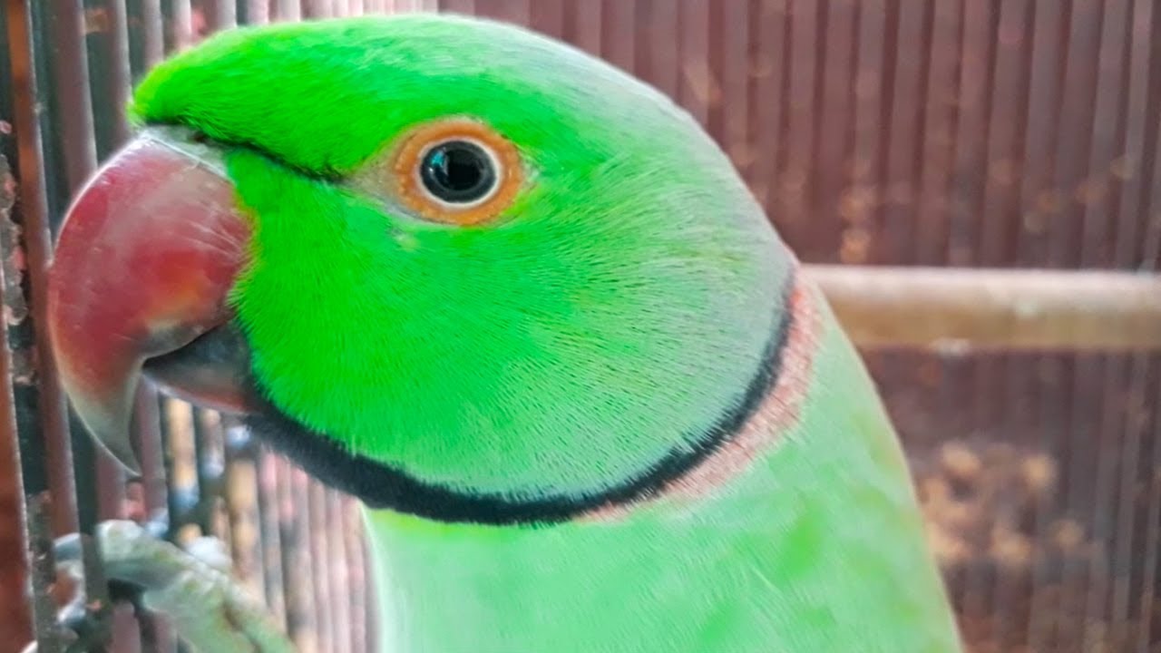 Mitthu The Speaking Parrot Talking In Urdu/Hindi