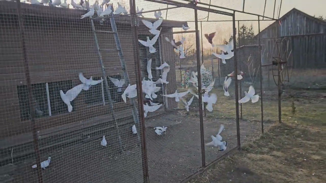 Gołębie Huberta 369😃 kolejne dwie pary kolorów przyniesione🤣 
