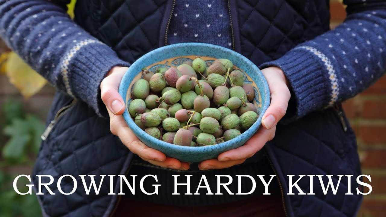 Growing hardy kiwis