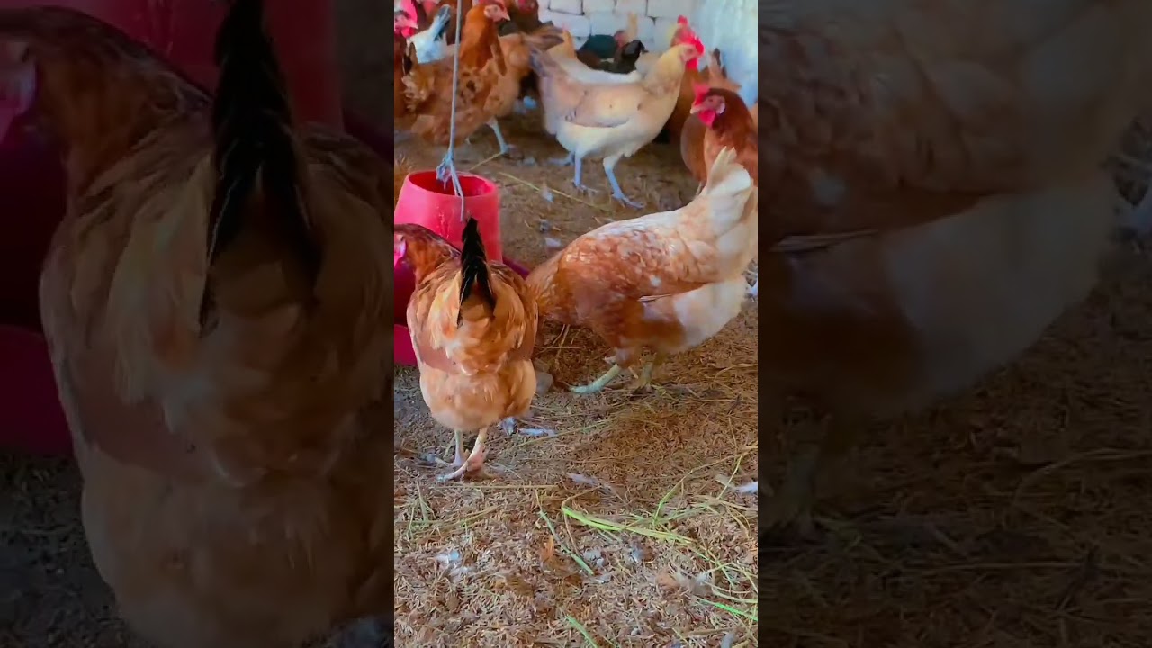 Eggs laying hens on Ali bhai poultry farm#poultryfarming #eggslayinghen #babychickens