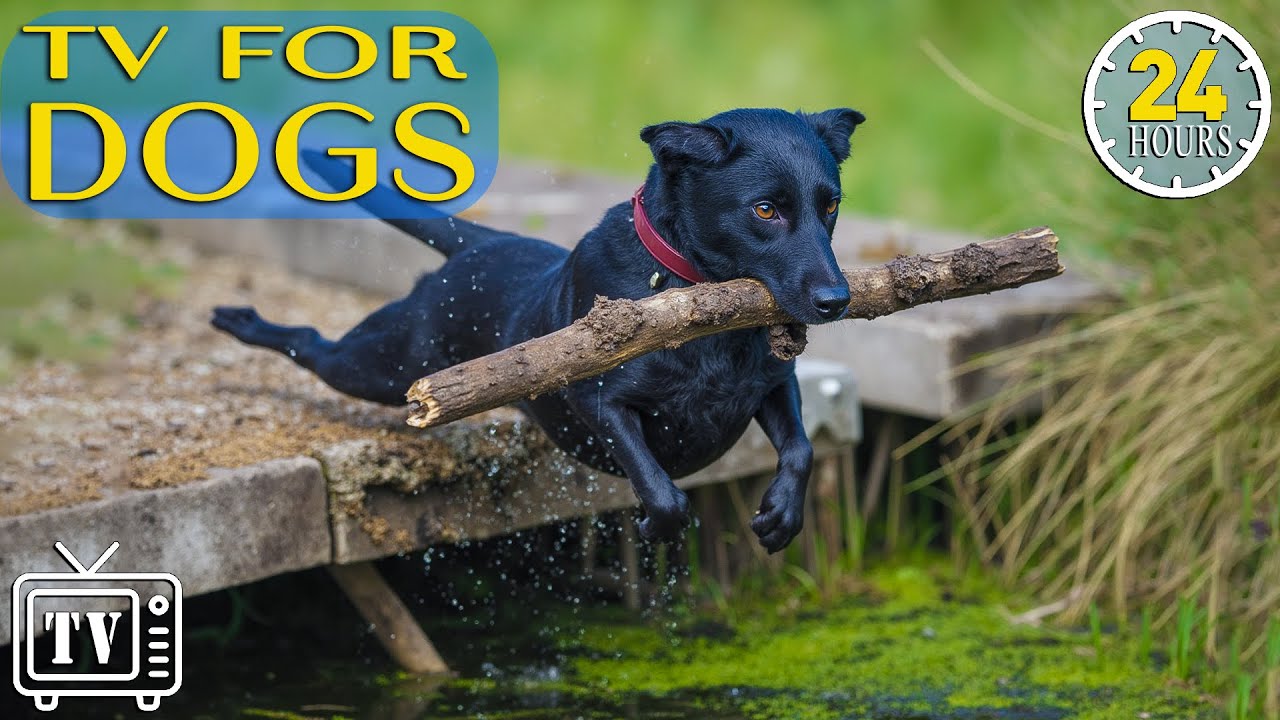 24/7 Dog TV: All Day-Anti Anxiety Music for Dogs | Calming Videos for Dogs to Stop Boredom + Music