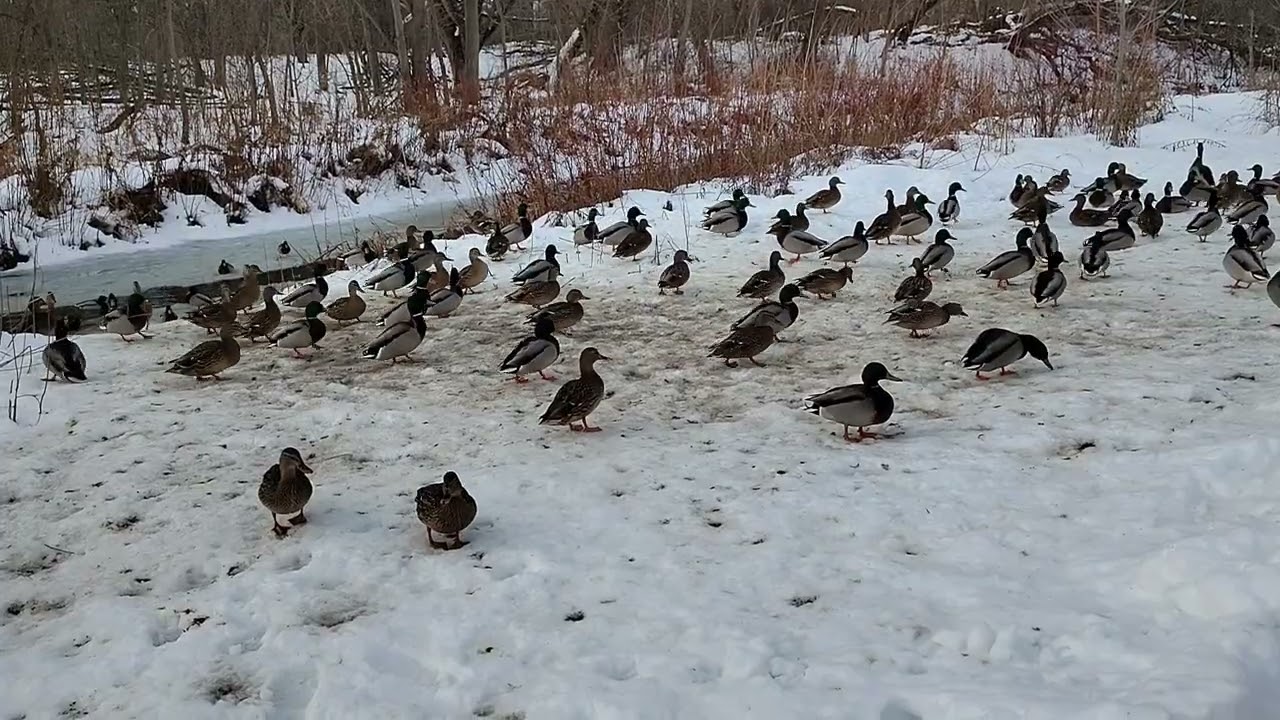 Ducks Walking On The Snow At Kiwanis Park In London Ontario