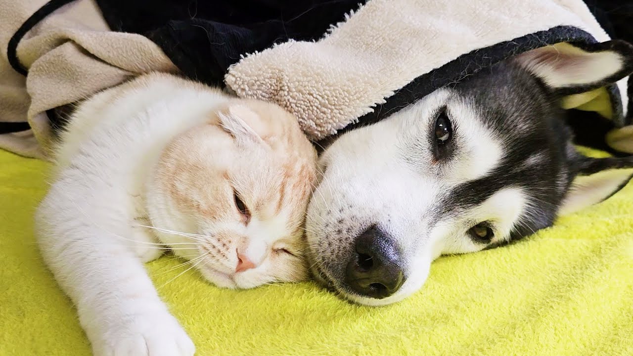 猫にこたつから追い出された犬が何故かこうなってました...
