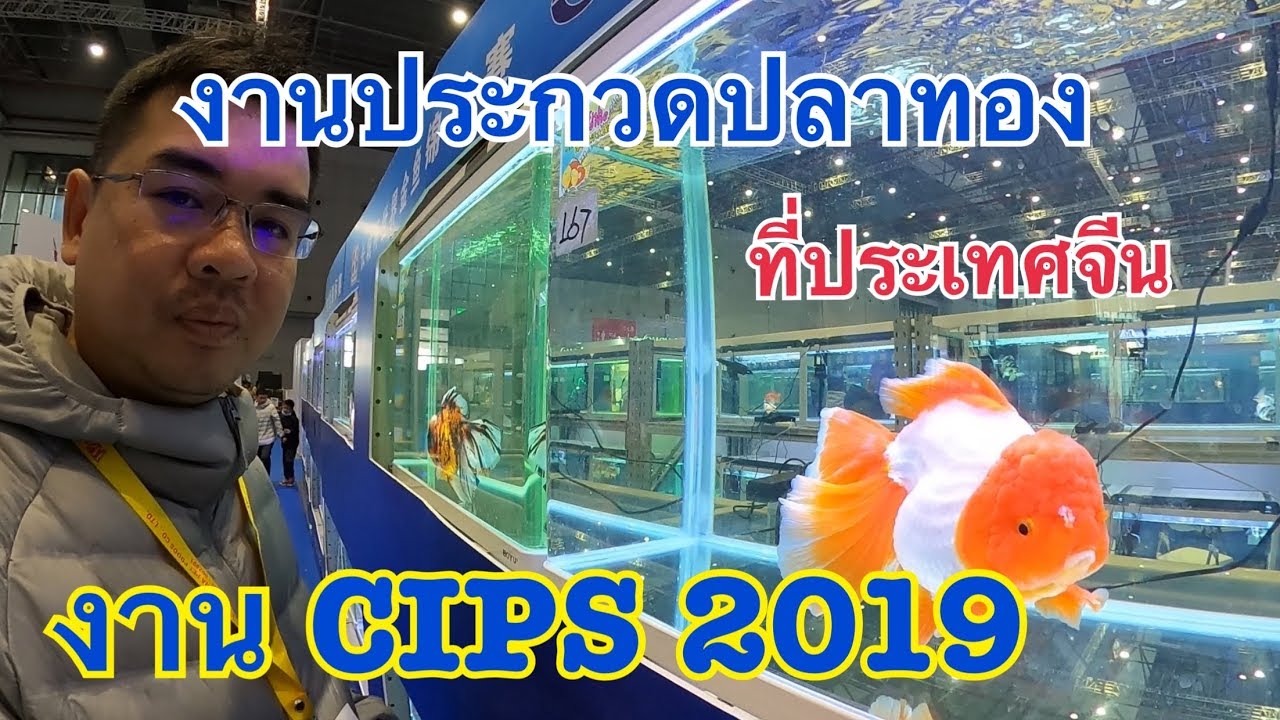 งานประกวดปลาทอง ที่ประเทศจีน ในงาน CIPS 2019 (The 23th China International Pet Show )