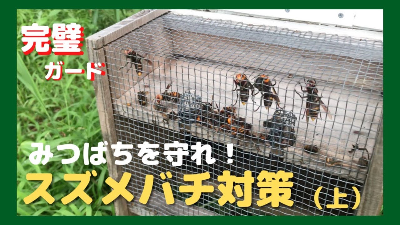 みつばちをスズメバチから守れ！スズメバチ対策（上）自作スズメバチトラップ｜中年の門番　＃養蜂＃みつばち＃スズメバチトラップ