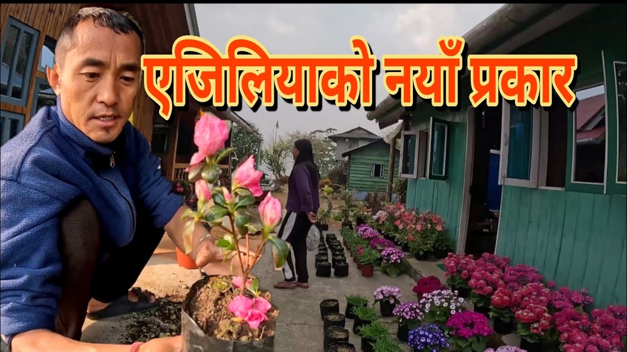 दिपाले ल्याएको सेडिङ्ग प्रजातिको एजिल्याको रिपटिङ्ग गर्दैछौ// Repotting shading variety of azelia😘😘