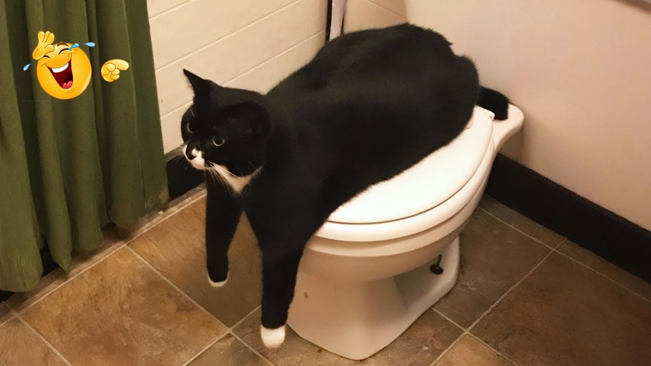 Laugh Till You Cry 😹🐶 | Ultimate Funny Cats 2026
