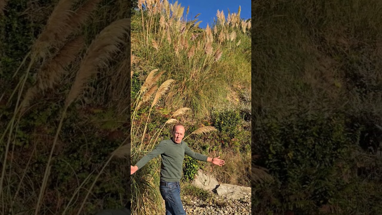 Is Pampas grass invasive? #invasivespecies #gardening #permaculture #adventure #explore #motivation