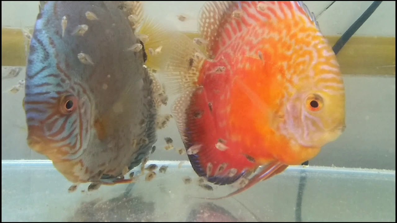 Alimentación alevines disco