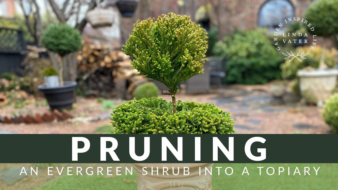Pruning an Evergreen Shrub into a Topiary Form // Linda Vater