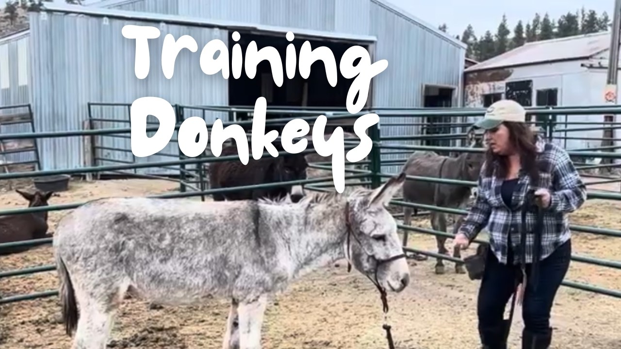 Tips for Back Feet and Introducing Leading | Training Wild Burros