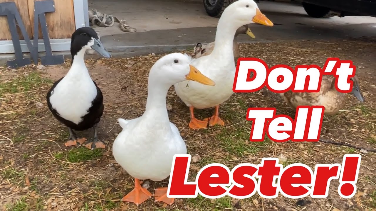 The Feathers Are Taking Over!