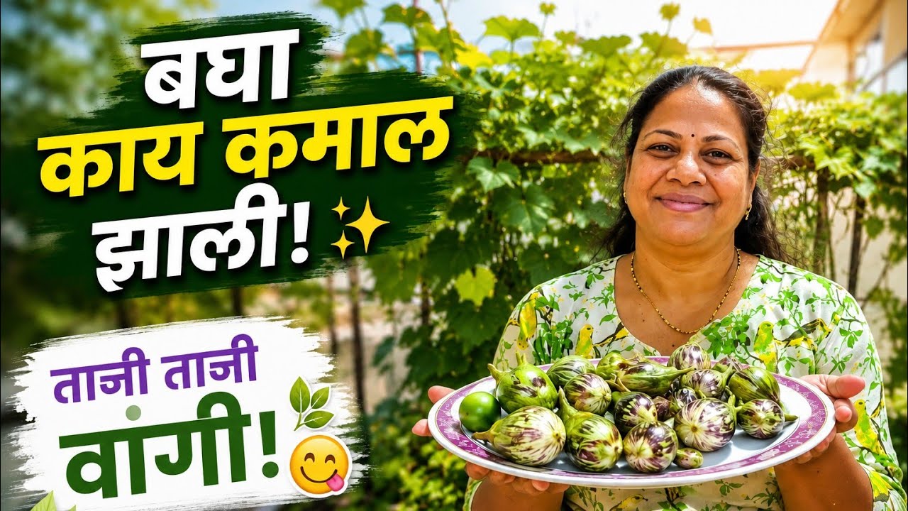 🍆 गच्चीवरची आजची सगळ्यात मोठी हार्वेस्टिंग! | Terrace Garden Brinjal Harvest | Homegrown Eggplant 