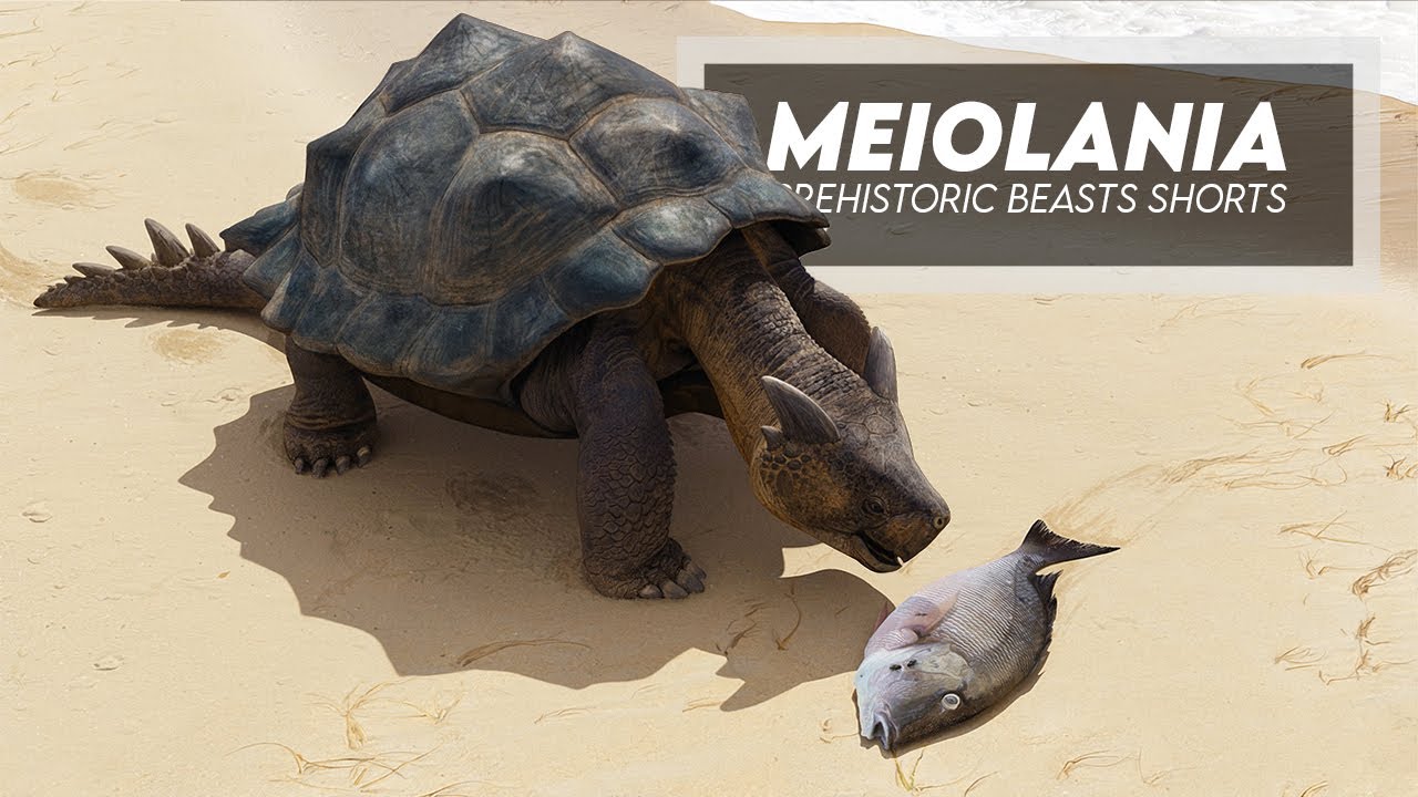 Meiolania - Massive Terrestrial Turtle