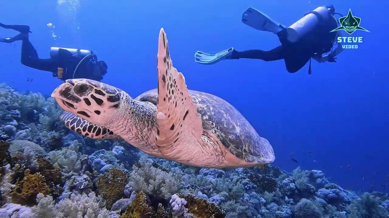 2025 Augusztusi Egyiptomi Északi Búvárszafari 2025 | Diveworld Hungary