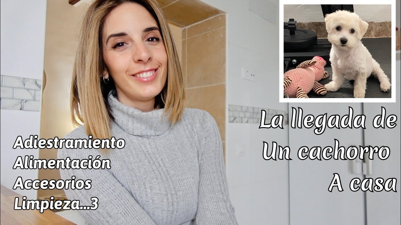 LA LLEGADA DE UN PERRO🐶 || COMO LLEGÓ HAN, IMPRESCINDIBLES PARA LA LLEGADA DE UN CACHORRO A CASA