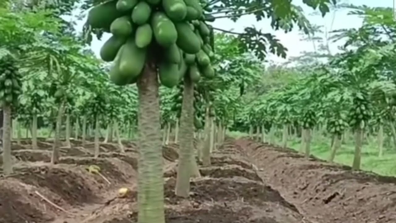 Kebun pepaya