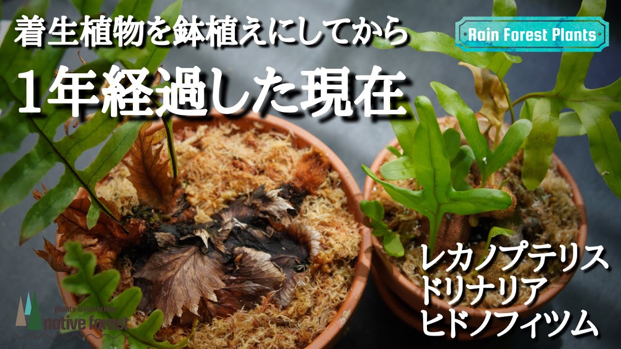 着生植物３種を板付から鉢植えに変更して１年経過（レカノプテリス・ドリナリア・ヒドノフィツム）