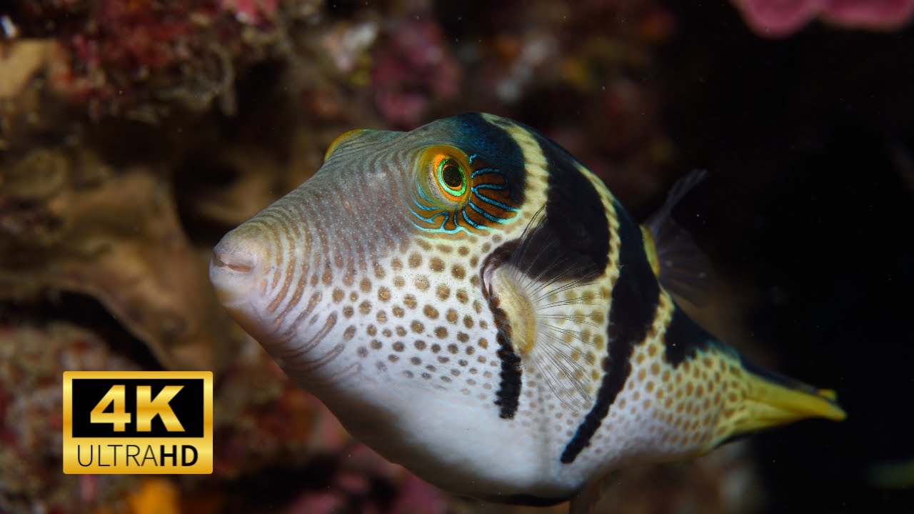 Pufferfish 4k in Underwater Ultra HD | Sea Fishes 4k