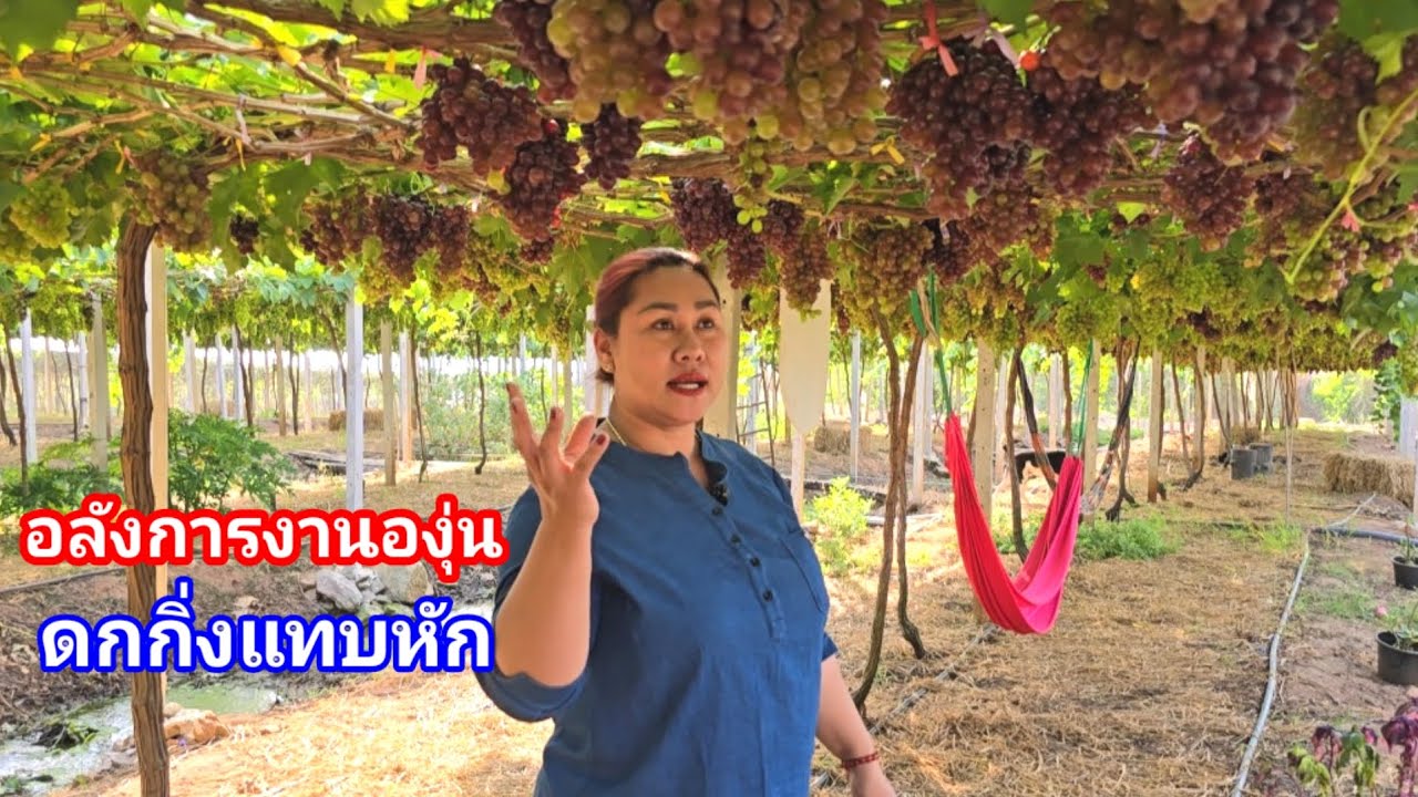 องุ่นดกที่สุดแห่งปี!! เจ้าของสวนใจดี เปิดชมฟรี ชิมฟรี อยากให้หลายคนได้เห็น