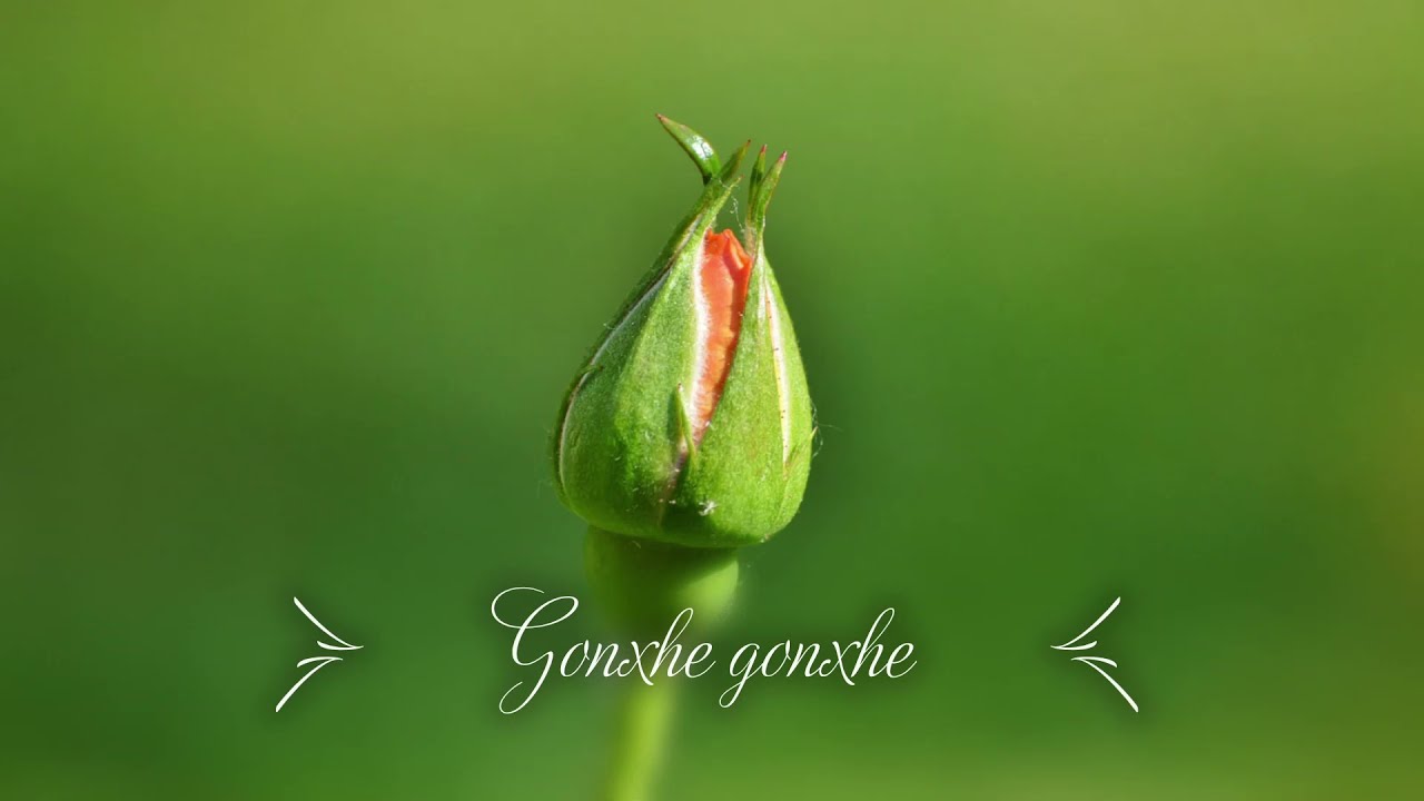 gonxhe gonxhe sa te du