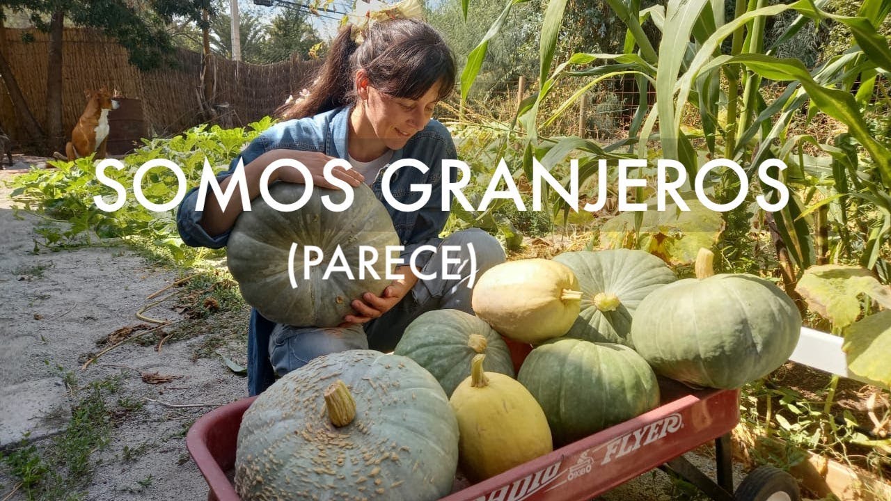 Todo esto ha pasado! Casi masacre en el gallinero, cosecha de compost, calabazas y termitas? 😱🎃🌿