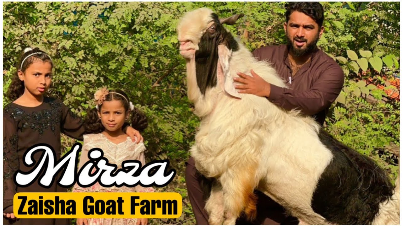 Zaisha Goat Farm, Mumbai | Presenting Ahmed Bhai’s Mirza - The King of Cotton Green
