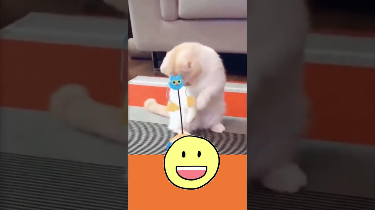 pets comedy, pets, funny pets, animals, cat, dog, #shorts #pets #petscomedy