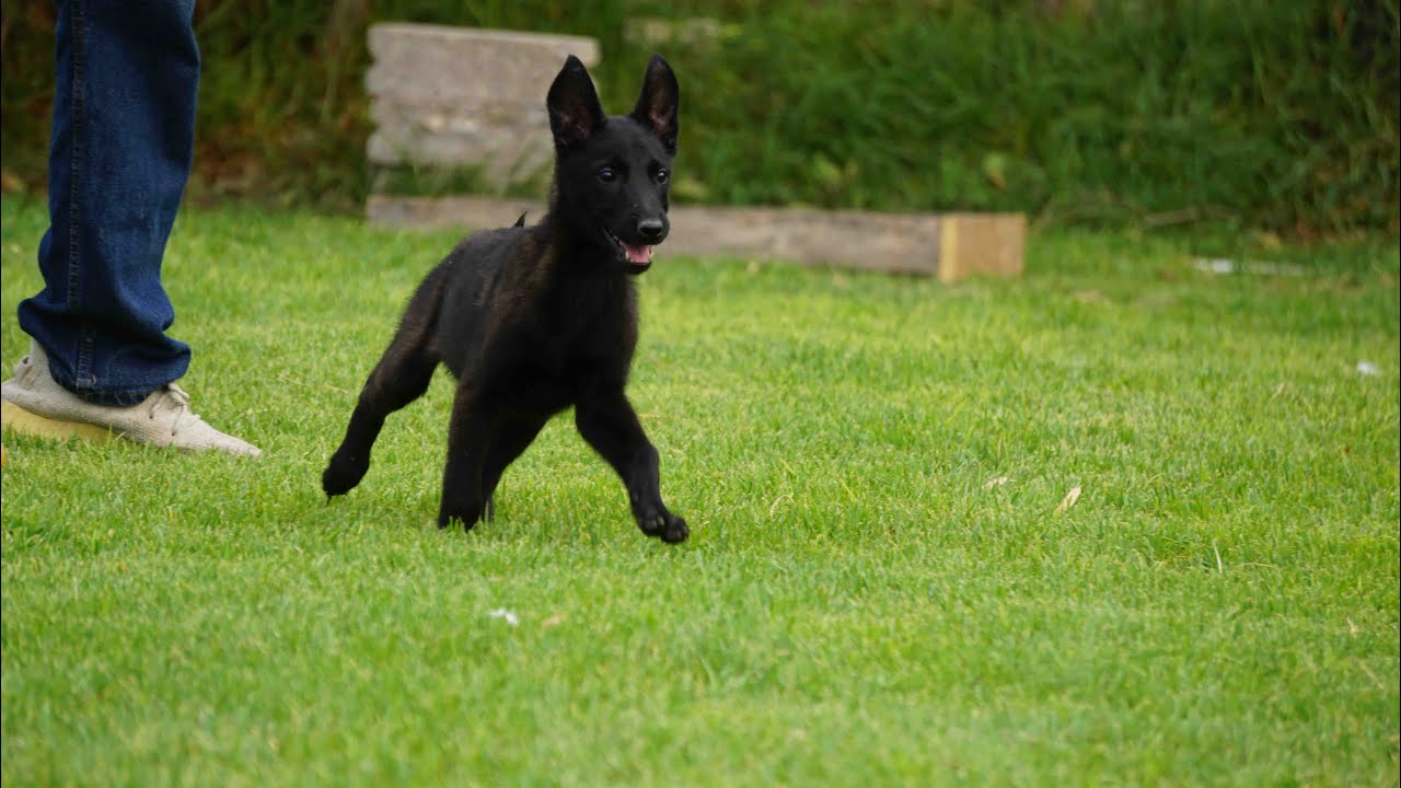 Venta de Cachorros Pastor Belga Malinois con pedigree internacional