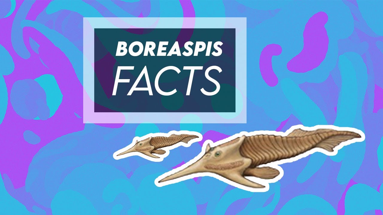 Boreaspis - Devonian Agnathan Vertebrate