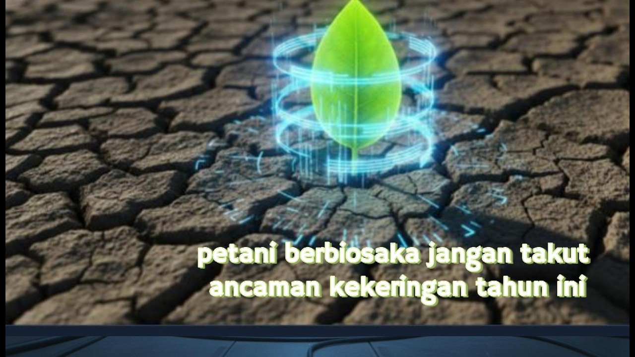 PETANI BERBIOSAKA DAN ANCAMAN KEMARAU PANJANG: AMAN LUR...