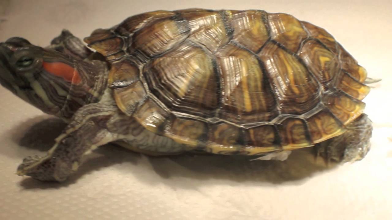 Principles of Treatment and Diagnosis: Swollen Eyes in Terrapins