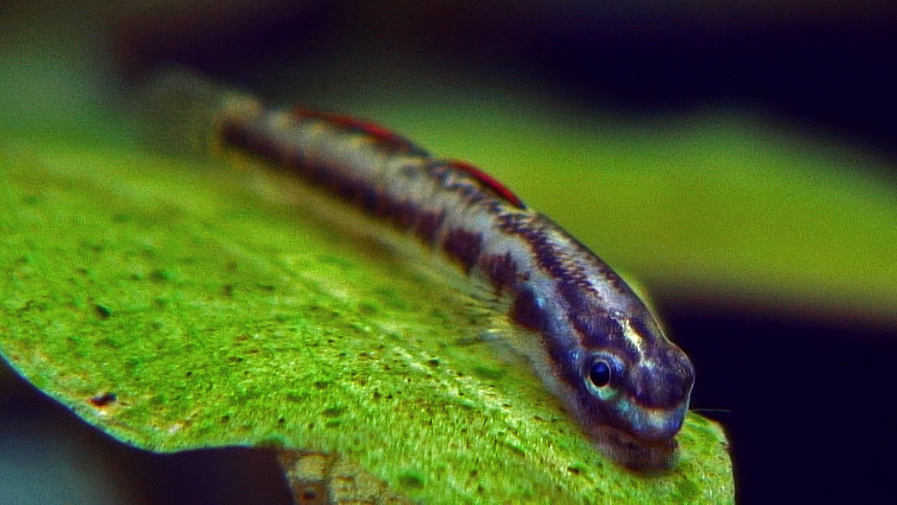 Sweet dwarf goby Stiphodon percnopterygionus - how to keep and how to feed