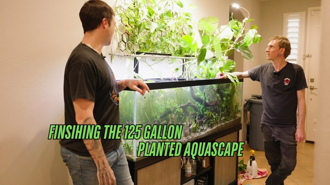 Planting & Adding Fish to the 125 Gallon Aquascape - Tutorial Part 2