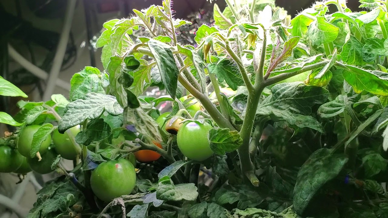 Обрезка томатов Aerogarden