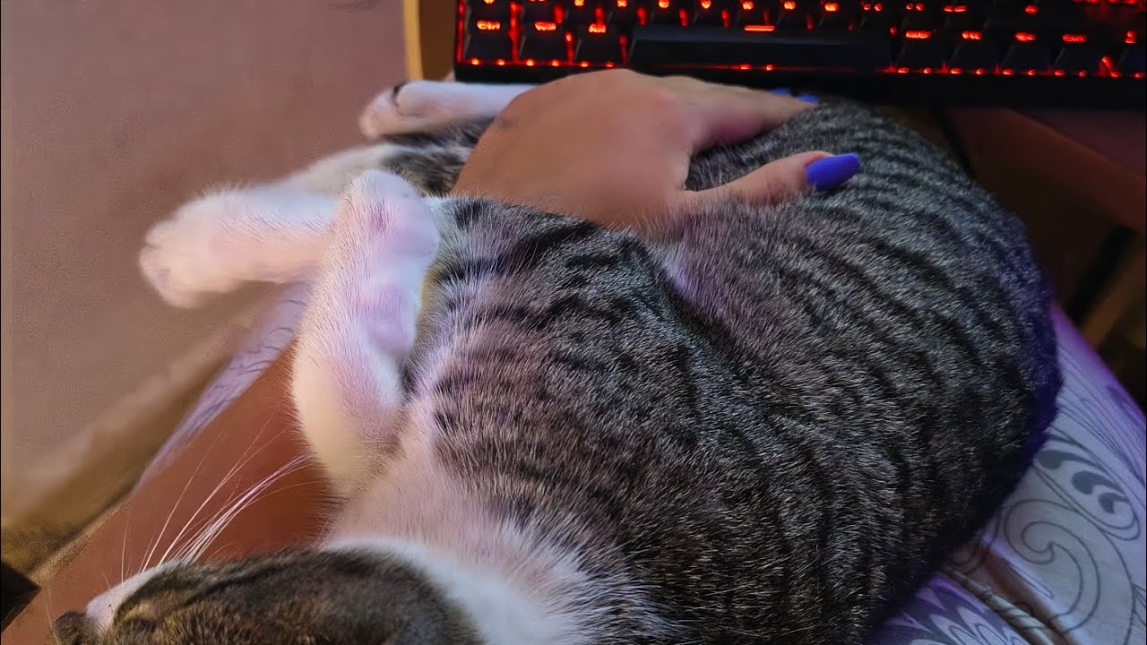 ¿Secuestré al gato de mí vecina?😱 Historia completa 
