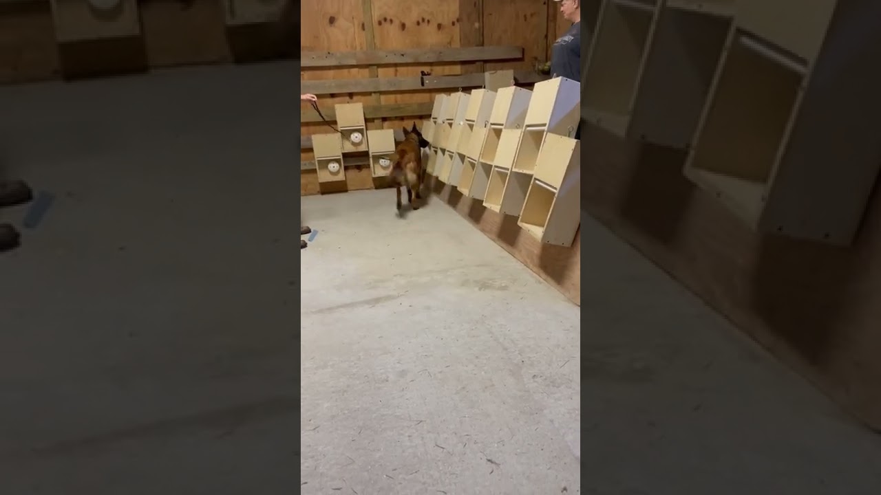 Cadaver dog working