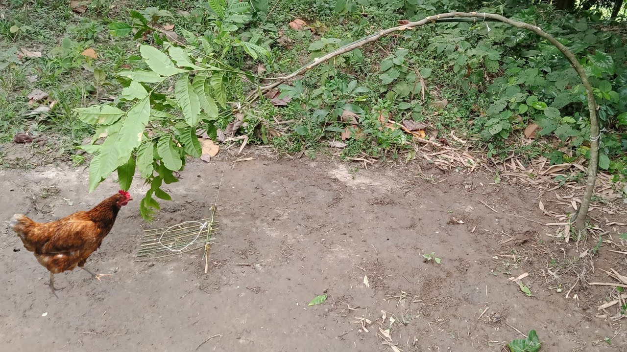 Forest Chicken Trap || 100% Effective & Proved.