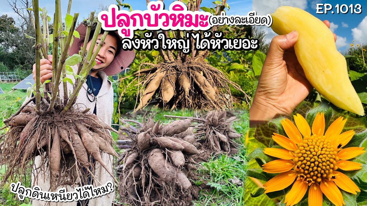 ปลูกบัวหิมะในเมืองหนาว เทคนิคยังไงให้หัวโต (ปลูกจากต้นกล้าจนกระทั่งเก็บเกี่ยวผลผลิต) 🐝 EP.1013