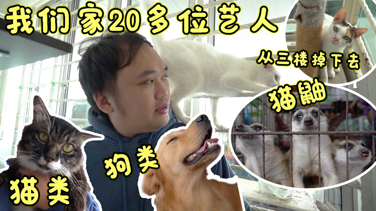 终于正式介绍Steady宠物乐园的艺人了！我是他们的经纪人！