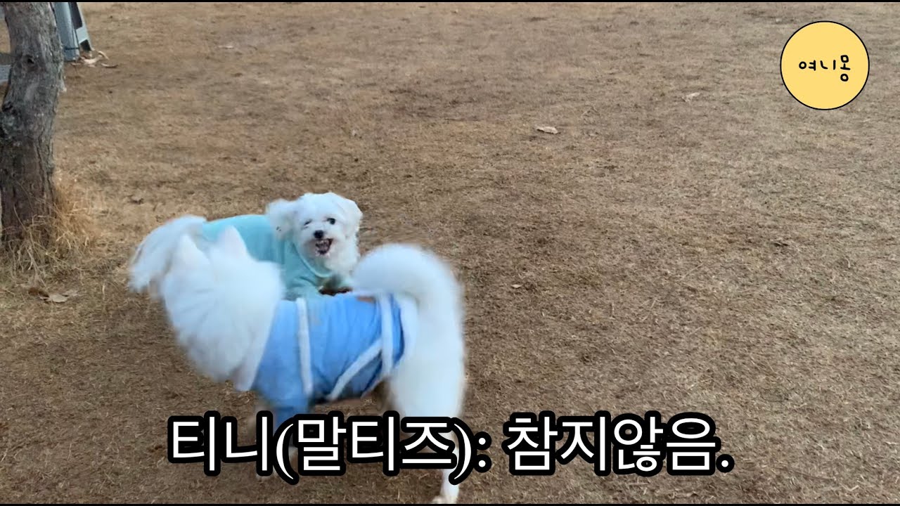 Vlog l 경기 근교 애견카페 l 일산 피터팻츠 나들이