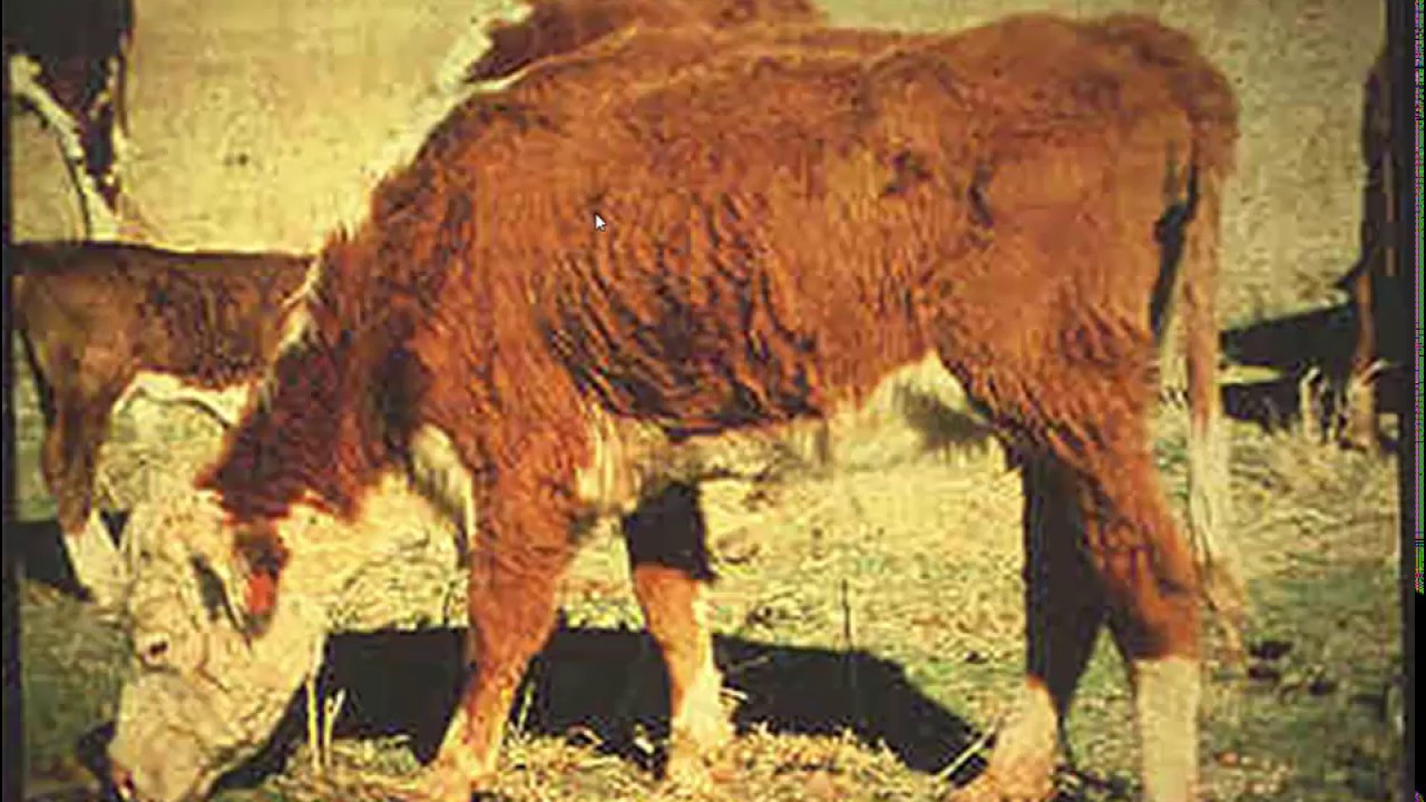 Body Condition Scoring