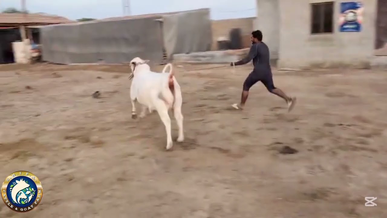Beautiful Cattle Farm 🌿🐂| Amazing Bull Runaway 😱😉😱🤪