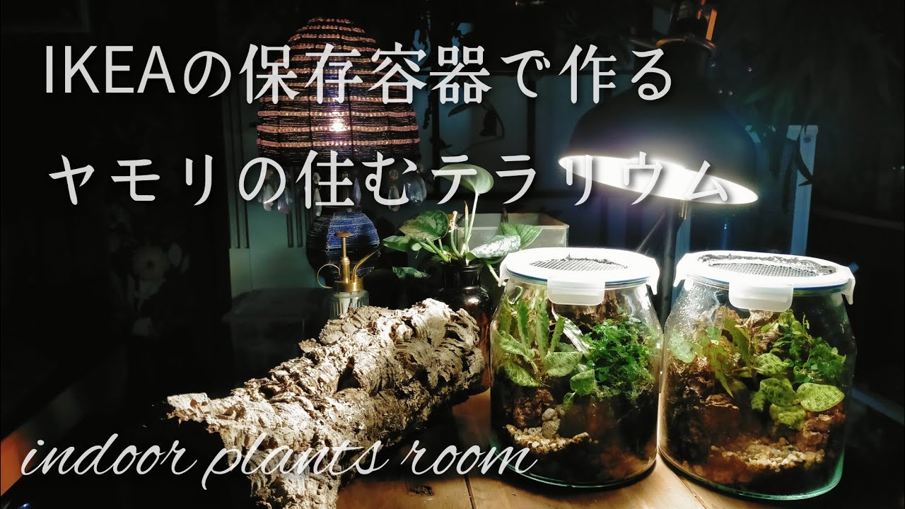 IKEA Tiny Gecko Terrarium (vivarium)【ニホンヤモリ】
